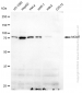 KD-Validated Anti-MCM7 Rabbit Monoclonal Antibody
